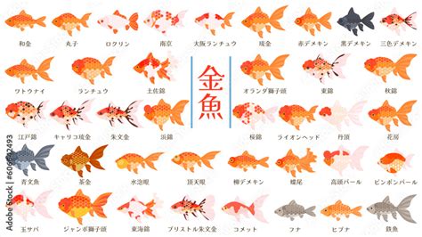 金魚品種|金魚の種類（品種）一覧を紹介します